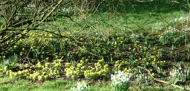 Spring flowers in  Cornhills Farmhouse garden.